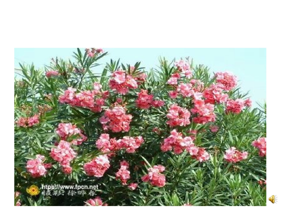 夹竹桃 (2)_第2页