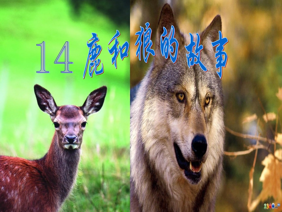 六年级上册《鹿与狼的故事》课件_第2页