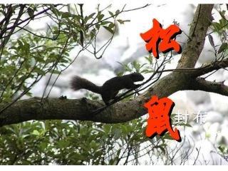 《松鼠》课件3