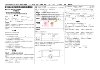 人体内的气体交换