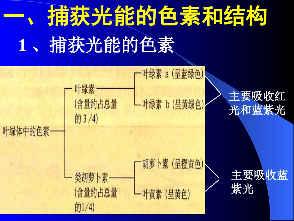 光合作用（新）_第2页