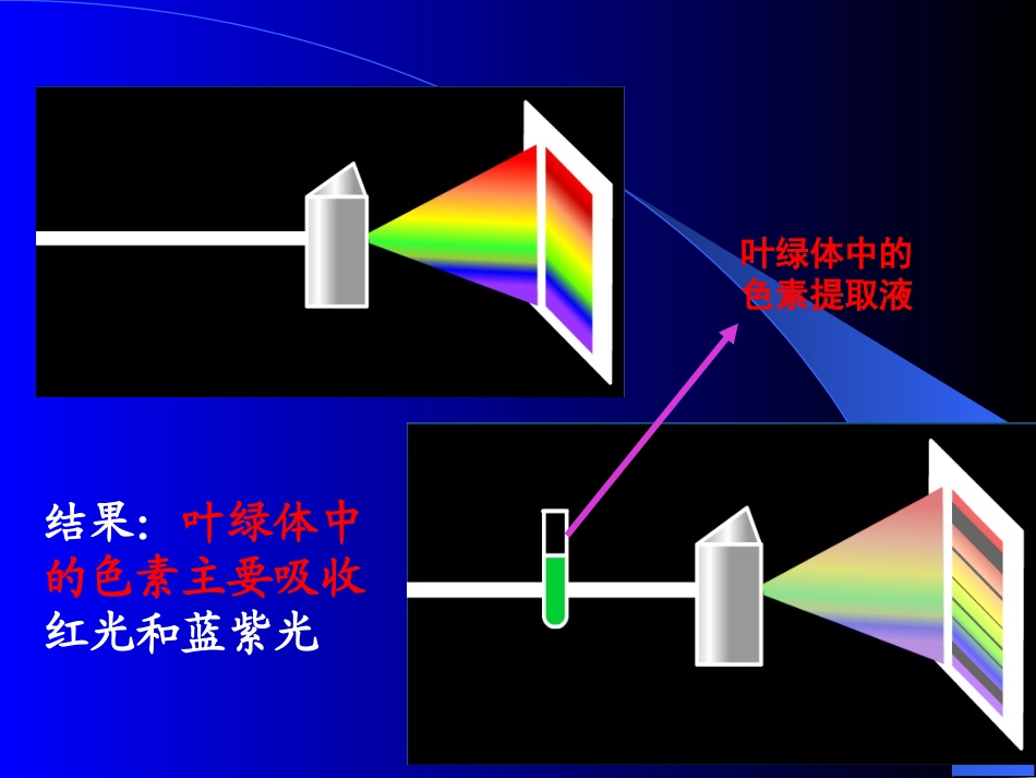 光合作用（新）_第3页