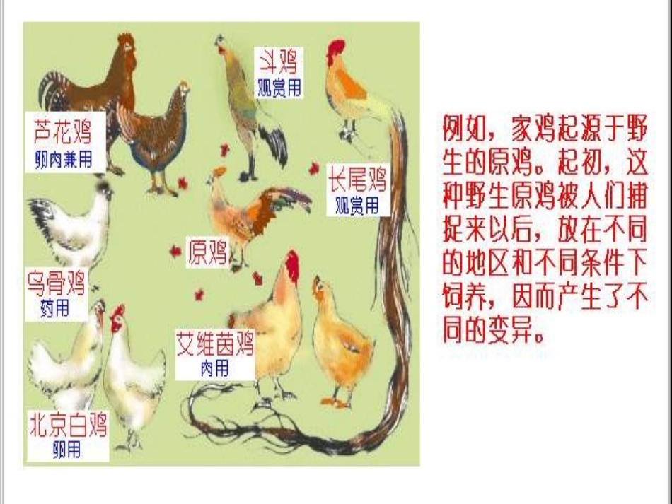 生物：733生物进化的原因课件_第3页