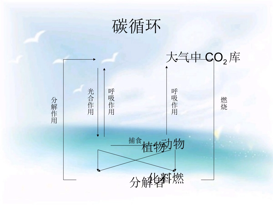 生态系统的碳循环_第2页
