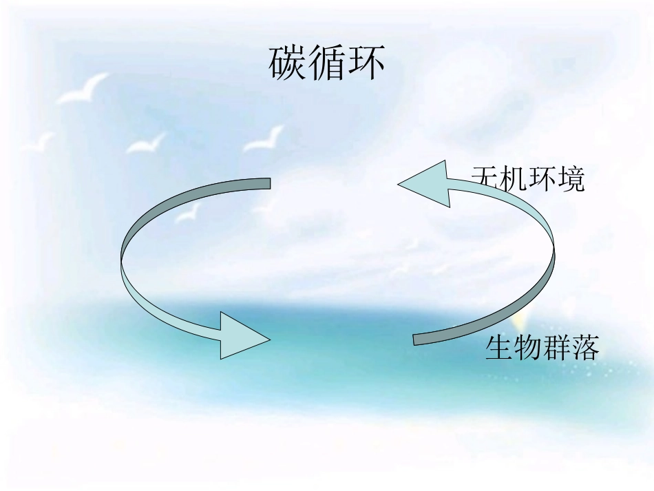 生态系统的碳循环_第3页