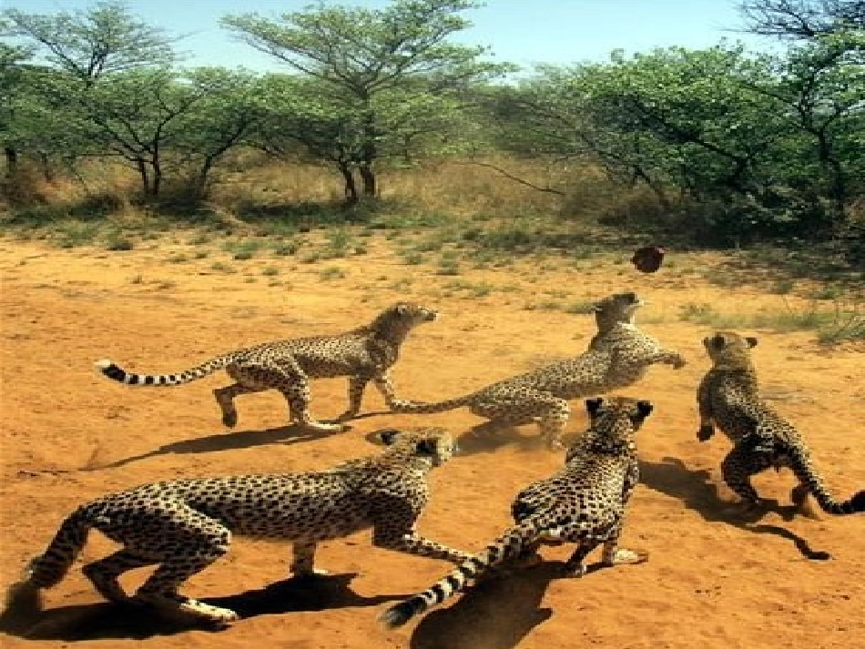 动物游戏之谜课件_第3页