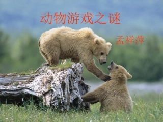 动物游戏之谜课件
