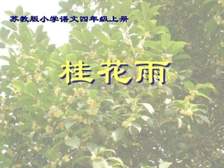 桂花雨（新）11