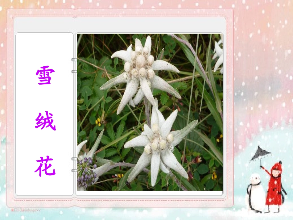 雪绒花演示文稿1_第1页
