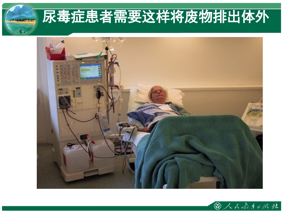 2015《人体内废物的排出》_第2页