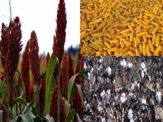 秋天的快乐PowerPoint演示文稿