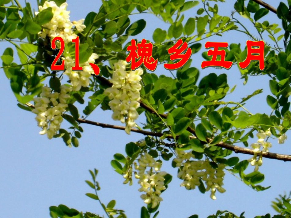 槐乡五月 (4)_第1页