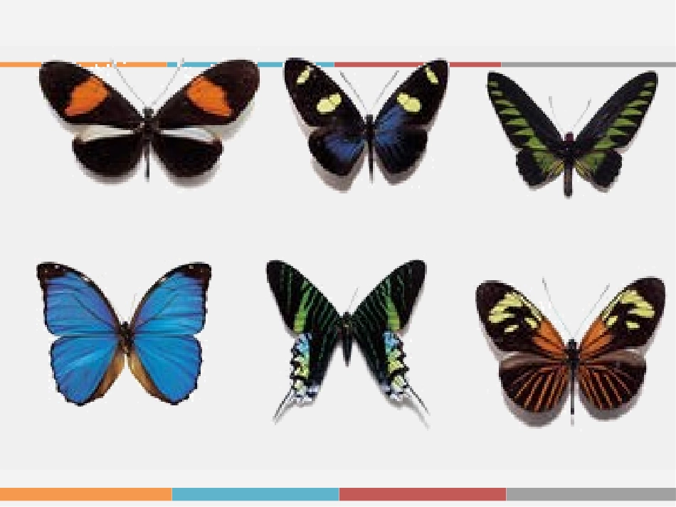 轴对称图形微课程_第3页