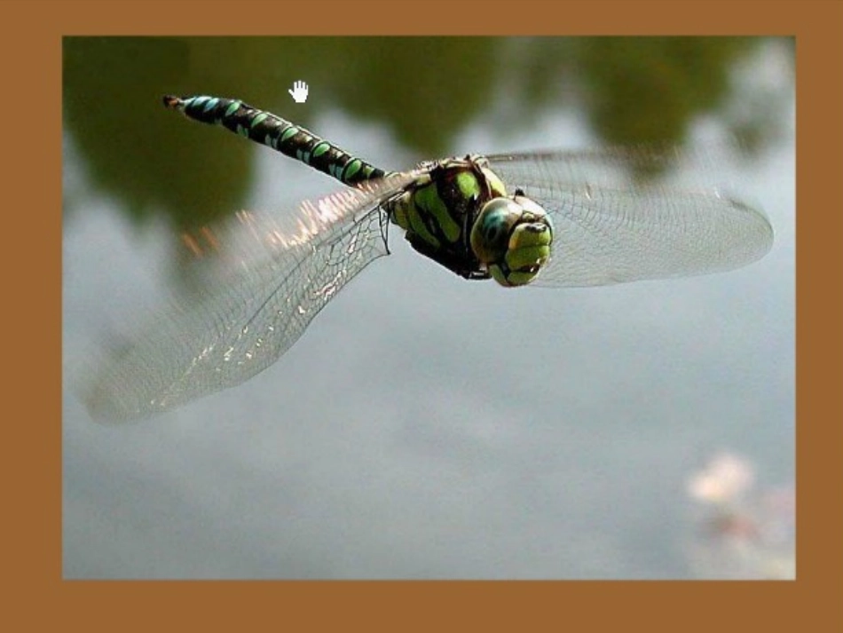 语文S版三年级下册《第21课放飞蜻蜓》课件_第1页