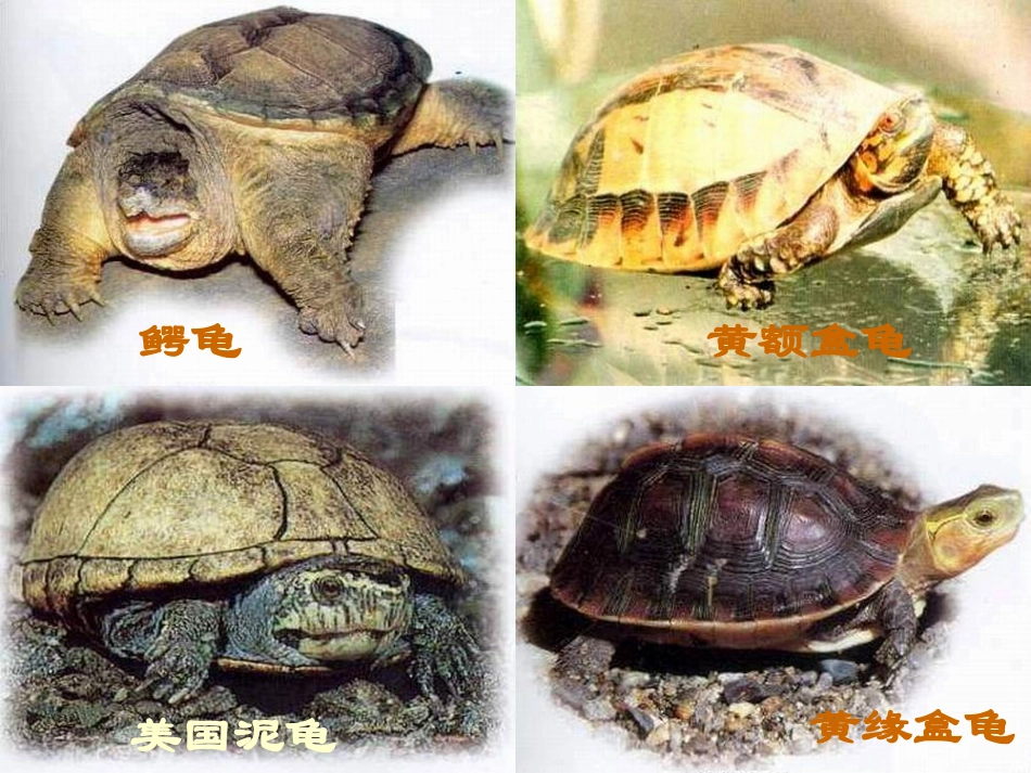 《想飞的乌龟》课堂演示课件_第3页