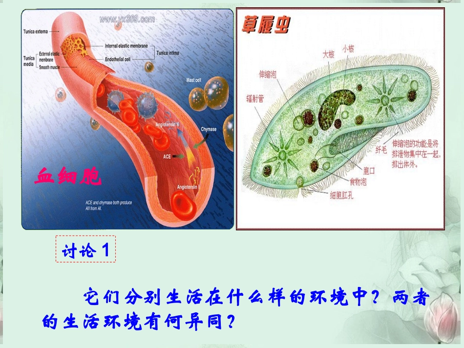 高中生物-第一章第一节细胞生活的环境课件-新人教版必修3_第1页