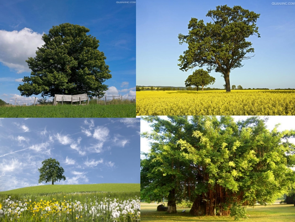 《路旁的橡树》公开课唐莉_第2页