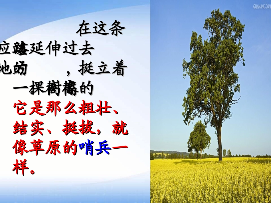 《路旁的橡树》公开课唐莉_第3页