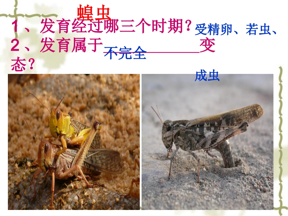 广东省珠海市斗门区城东中学八年级生物上册《19.2.2-青蛙和鸟的生殖和发育》课件-北师大版_第2页