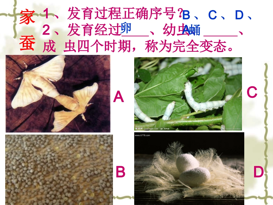 广东省珠海市斗门区城东中学八年级生物上册《19.2.2-青蛙和鸟的生殖和发育》课件-北师大版_第3页