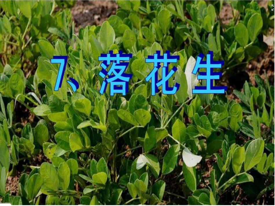 15《落花生》ppt课件4_第2页