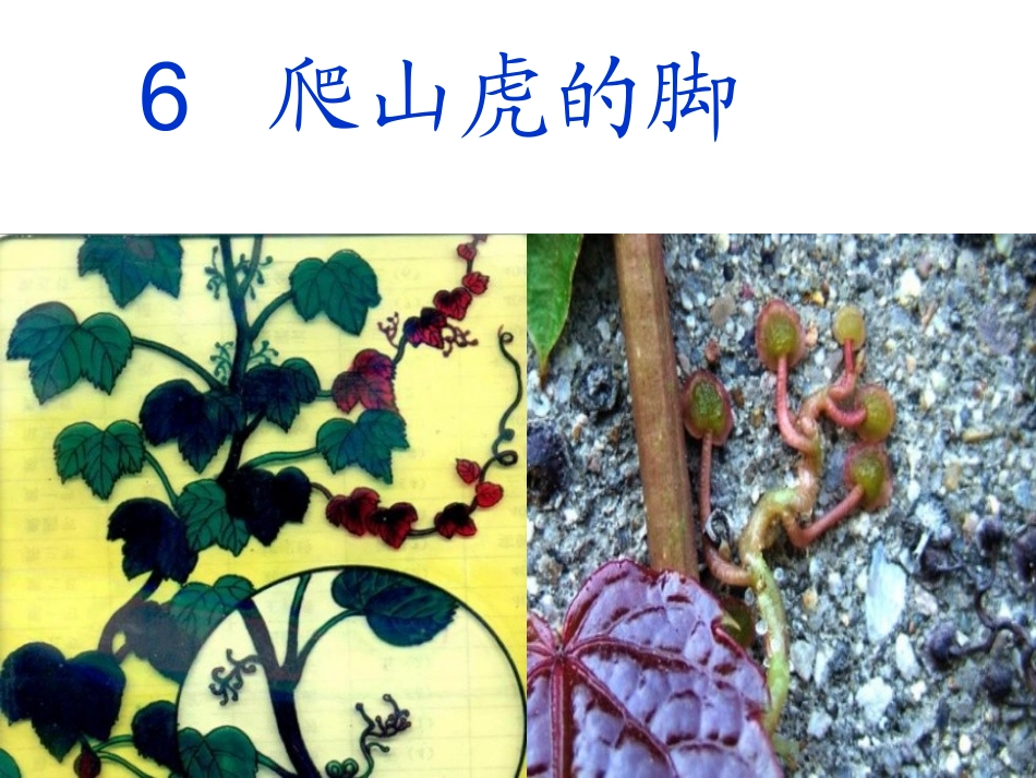 《爬山虎的脚》课件_第1页