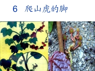 《爬山虎的脚》课件