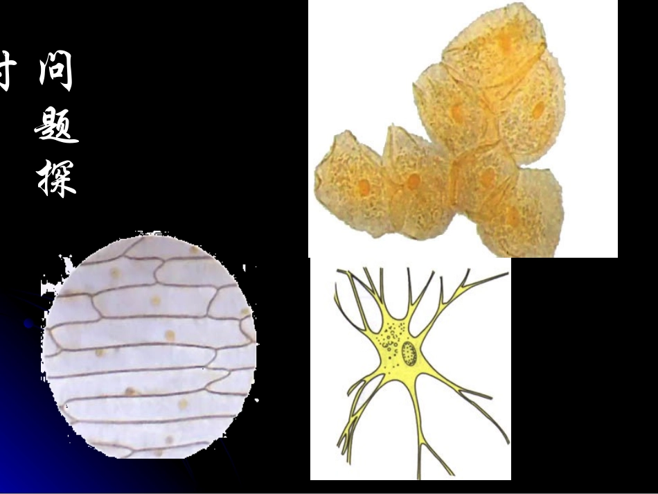第三节细胞质_第3页