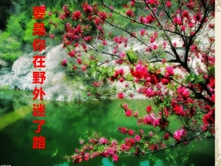 《要是你在野外迷了路》