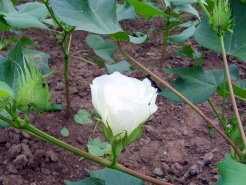 棉花姑娘课件_第2页