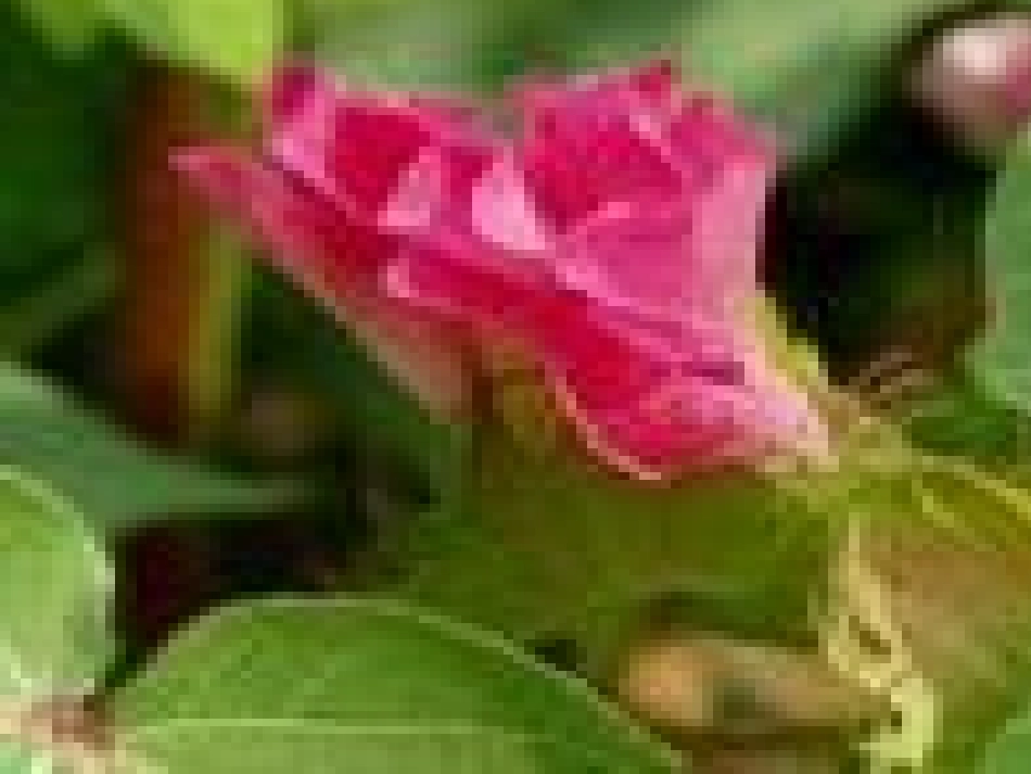 棉花姑娘课件_第3页