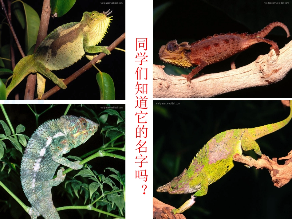 变色龙第一课时_第1页