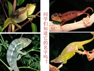 变色龙第一课时