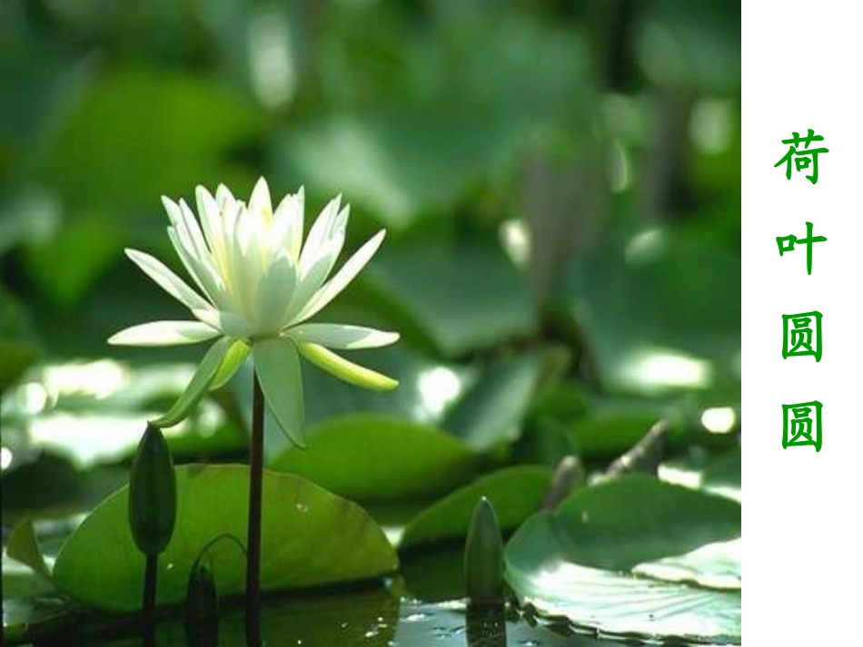 《荷叶圆圆》课件2_第3页