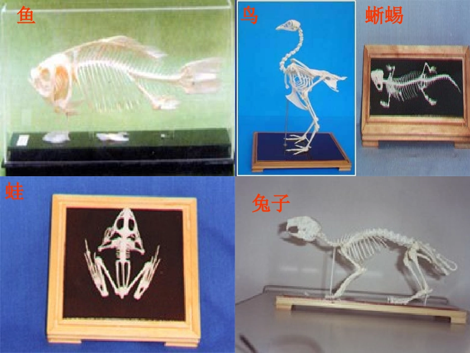 脊椎动物.PPT_第2页