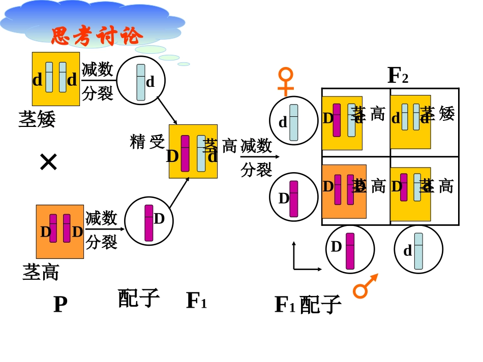 基因在染色体上_第3页