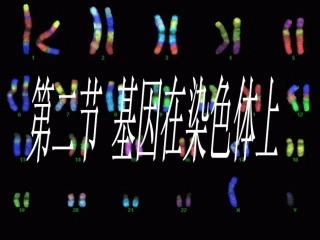 基因在染色体上