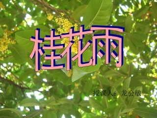 桂花雨(1)