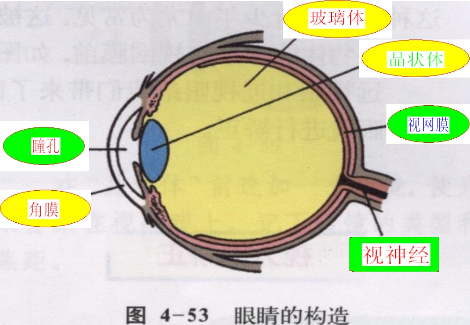 眼睛与视力矫正更新版_第2页