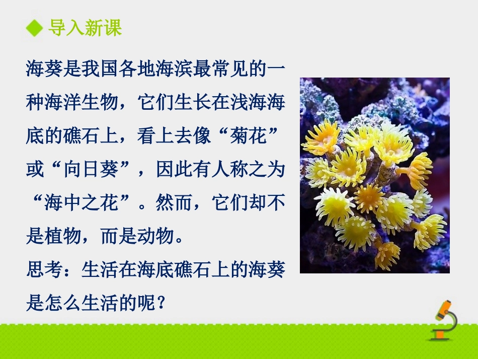 《第一节-腔肠动物和扁形动物2》-课件2_第2页