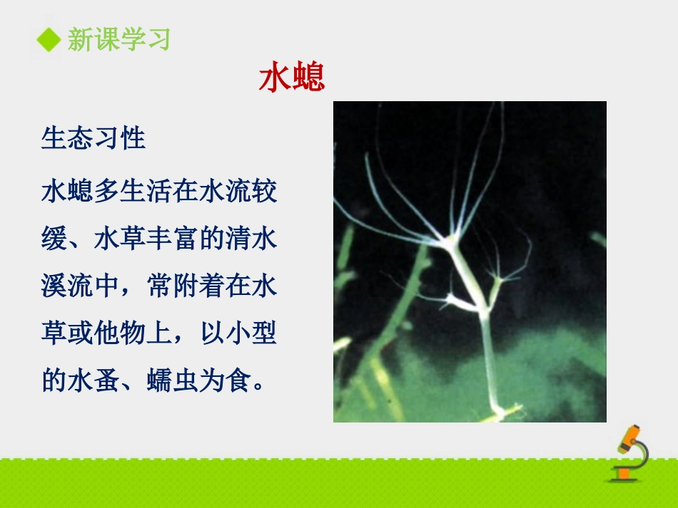 《第一节-腔肠动物和扁形动物2》-课件2_第3页