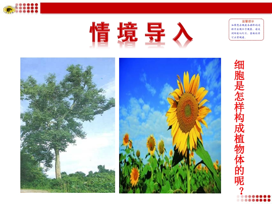 第三节植物体的结构层次._第2页