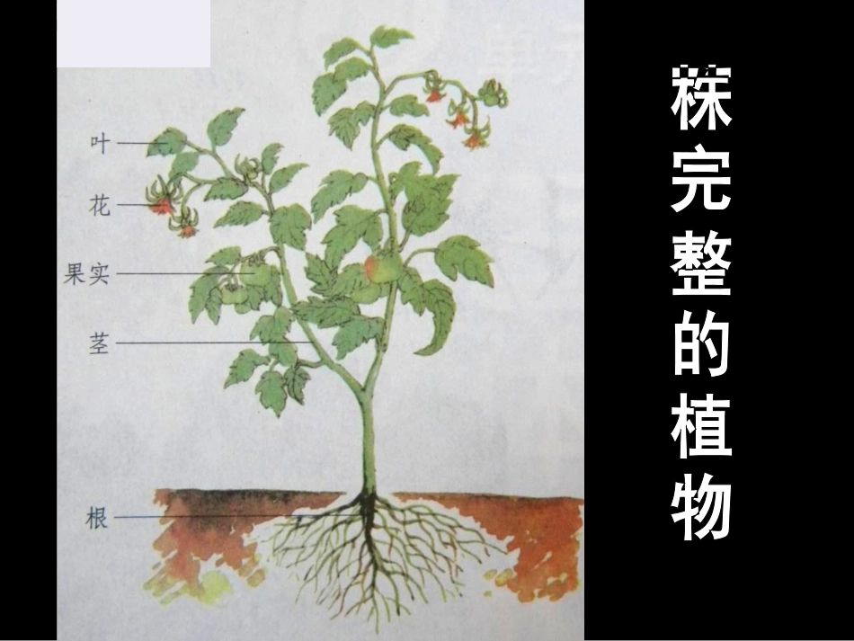 苏教版植物和我们_第2页
