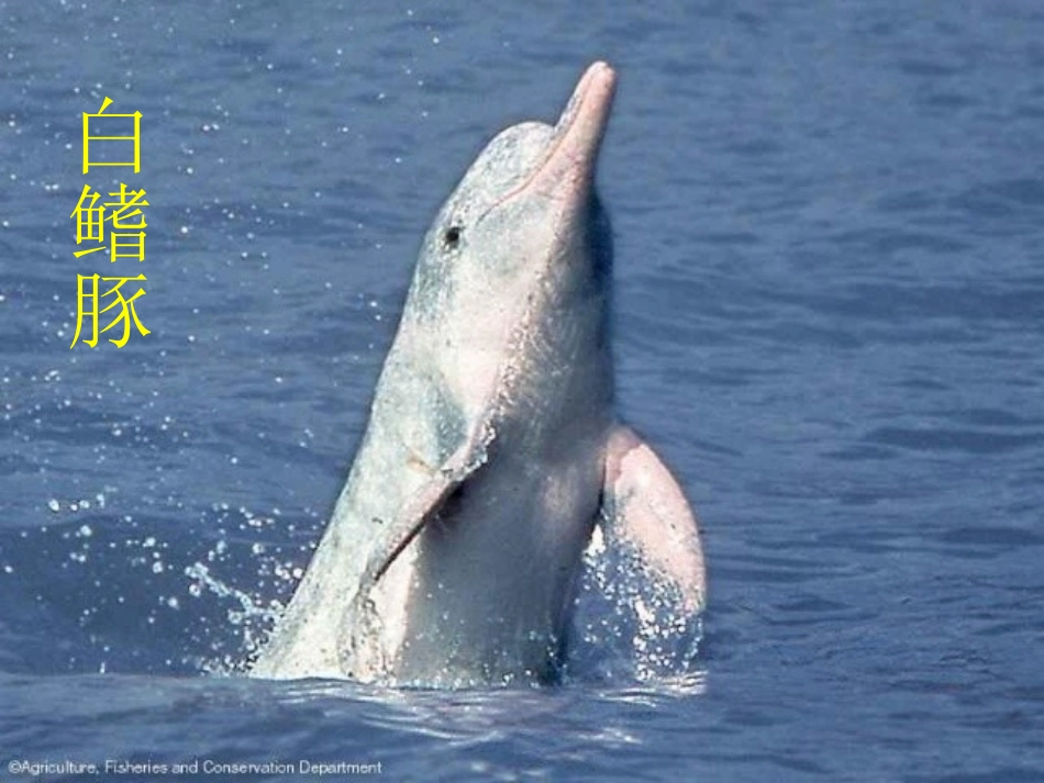 长江生态环境问题及其治理_第2页