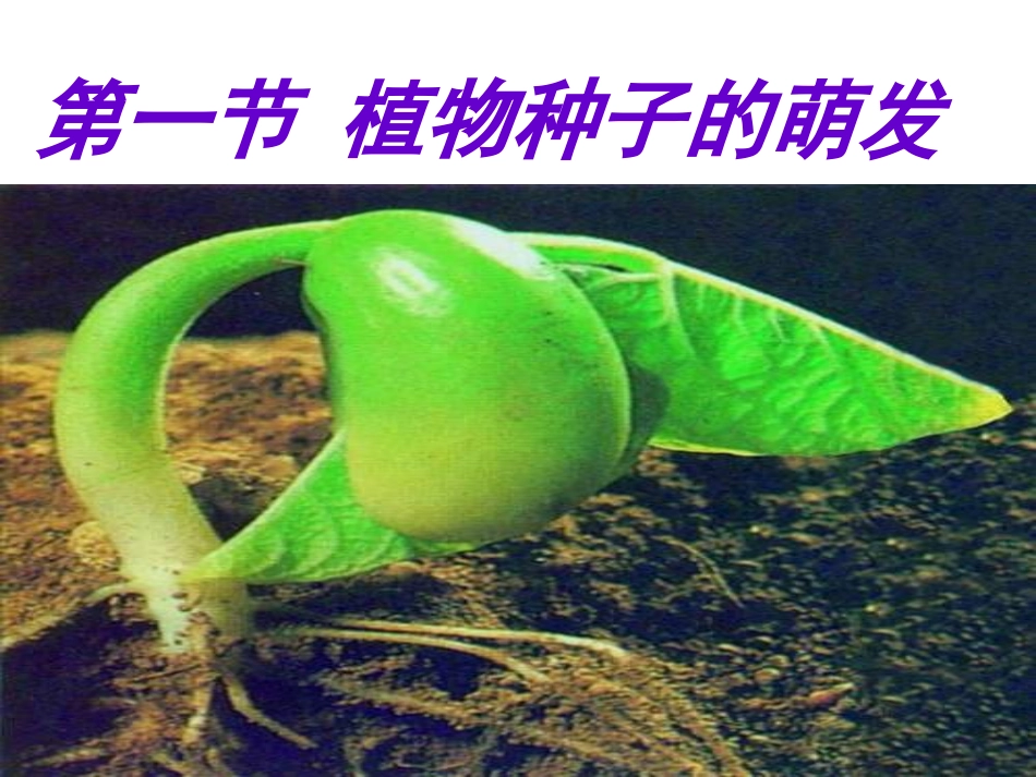 第一节植物种子的萌发_第2页