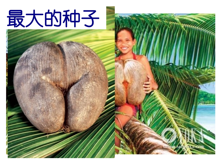 第一节植物种子的萌发_第3页