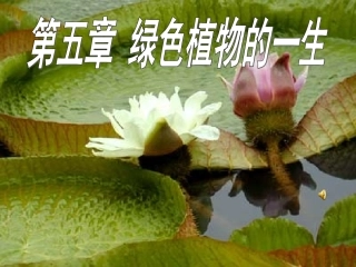 第一节植物种子的萌发