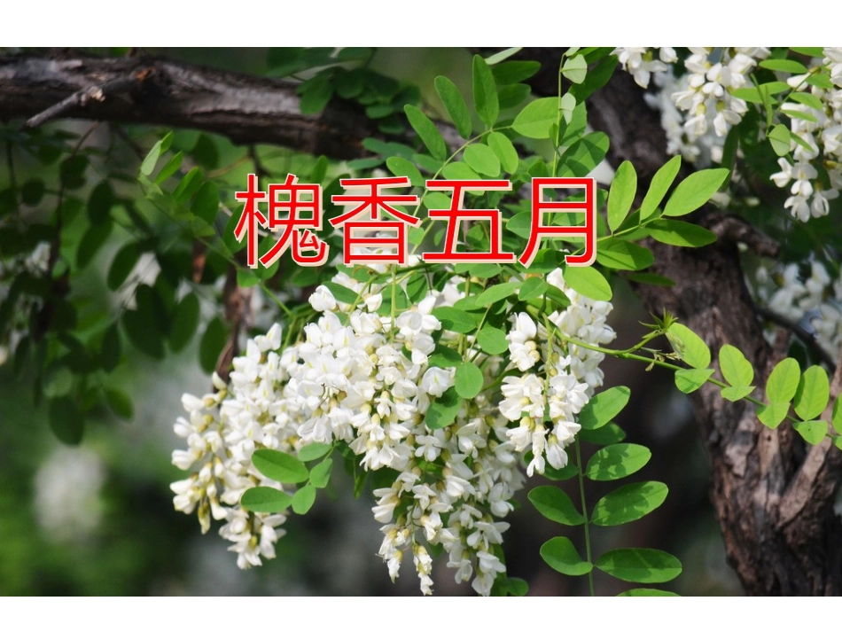21槐香五月_第1页