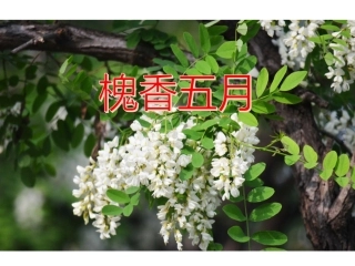 21槐香五月