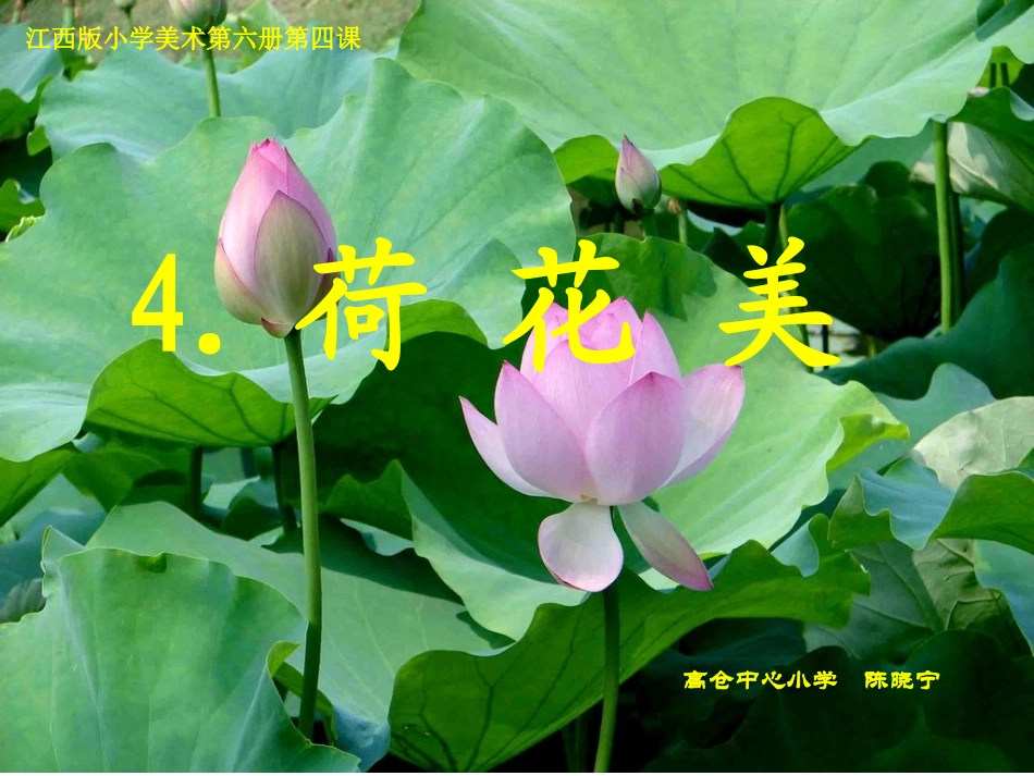 《荷花美》课件_第1页